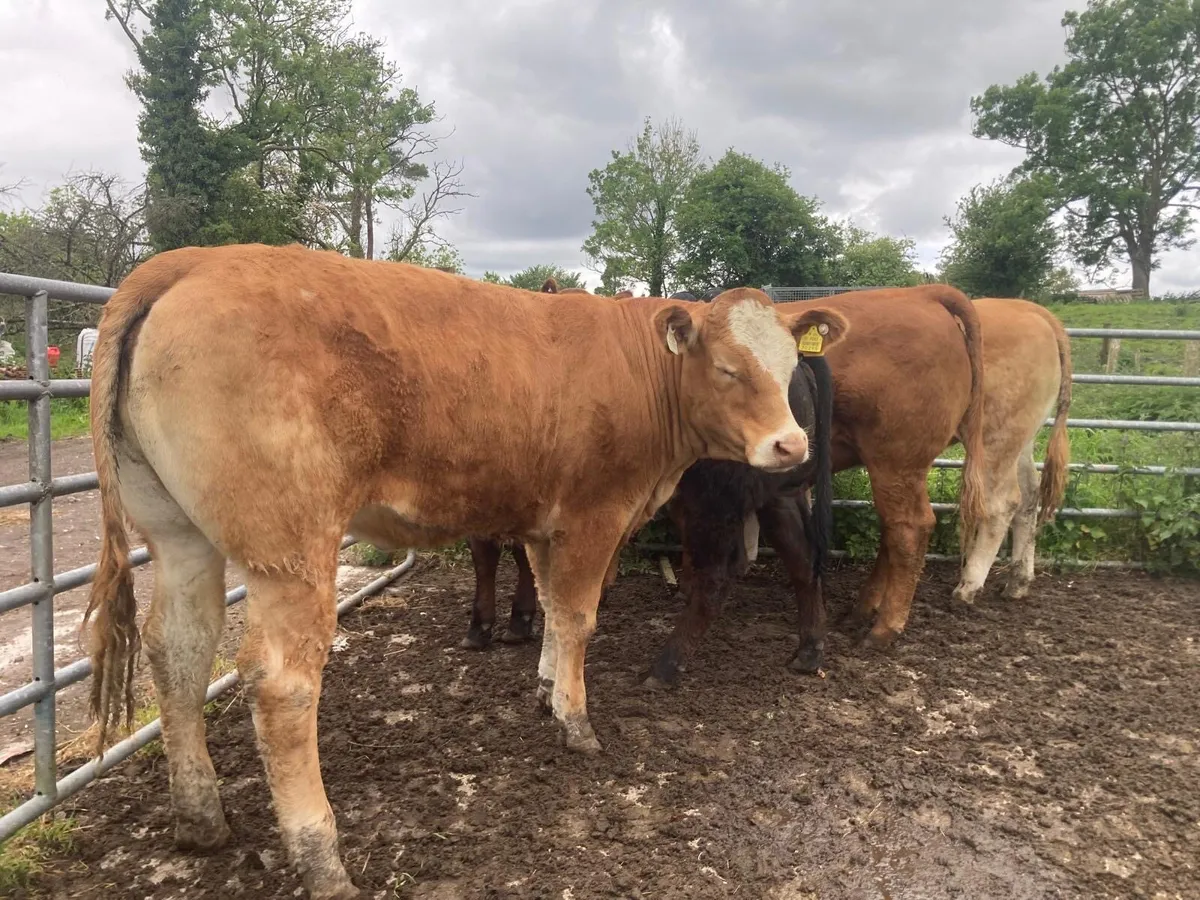 4 Smashing Replacement Heifers - Image 4