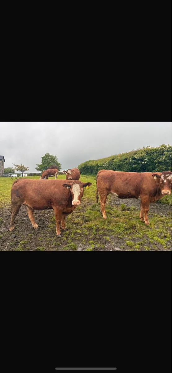 12 Springing Heifers - Markethill Mart 30th May - Image 1