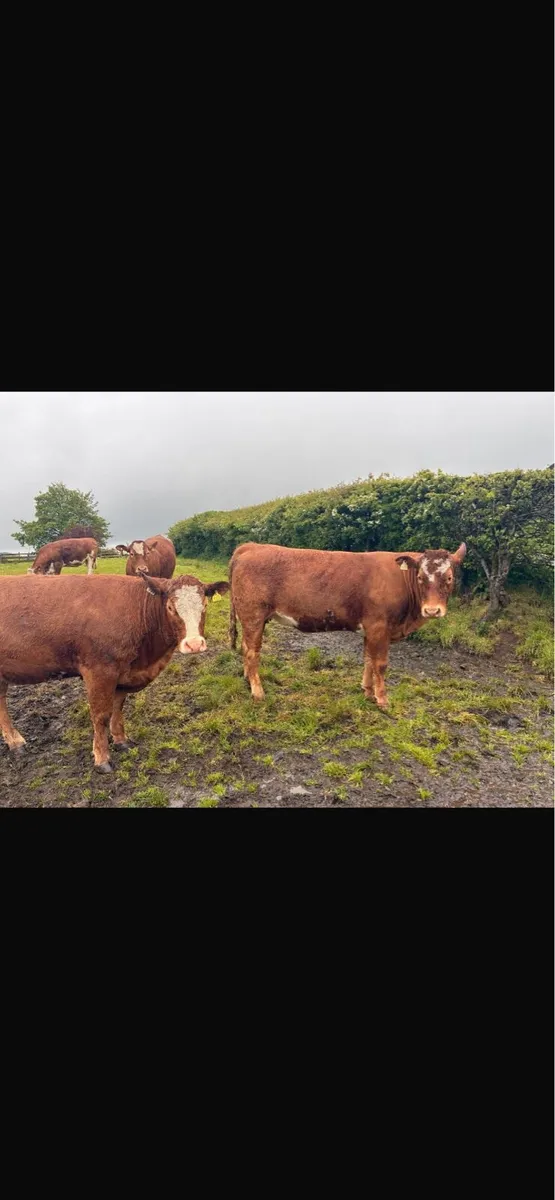 12 Springing Heifers - Markethill Mart 30th May - Image 2