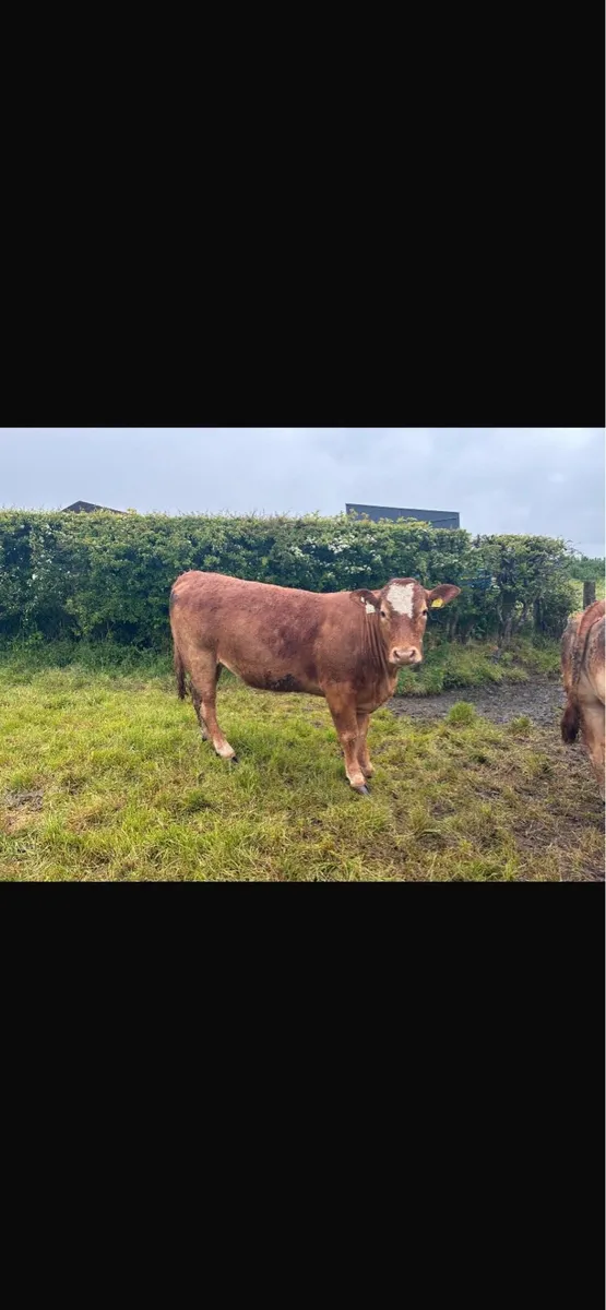 12 Springing Heifers - Markethill Mart 30th May - Image 3