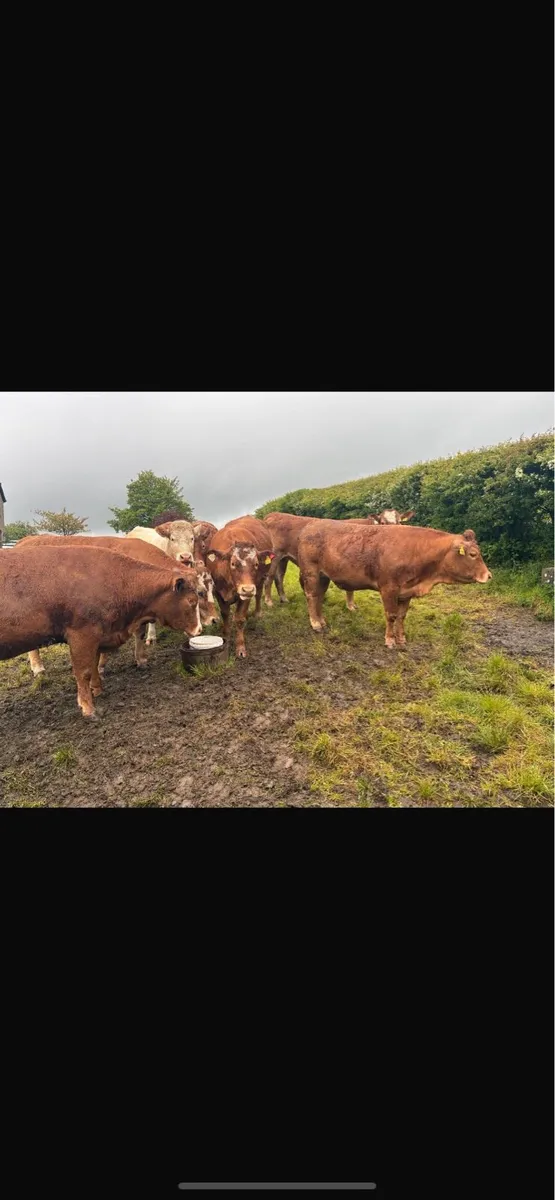 12 Springing Heifers - Markethill Mart 30th May - Image 4
