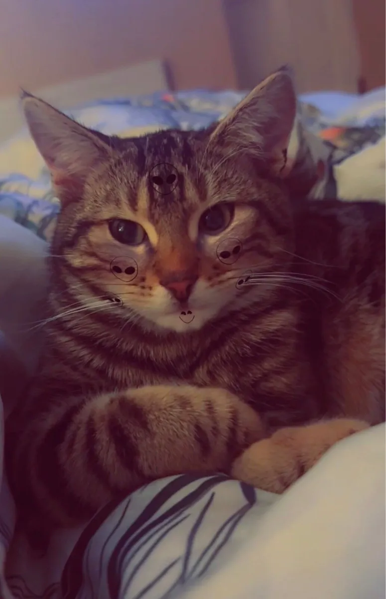 cat - Image 4