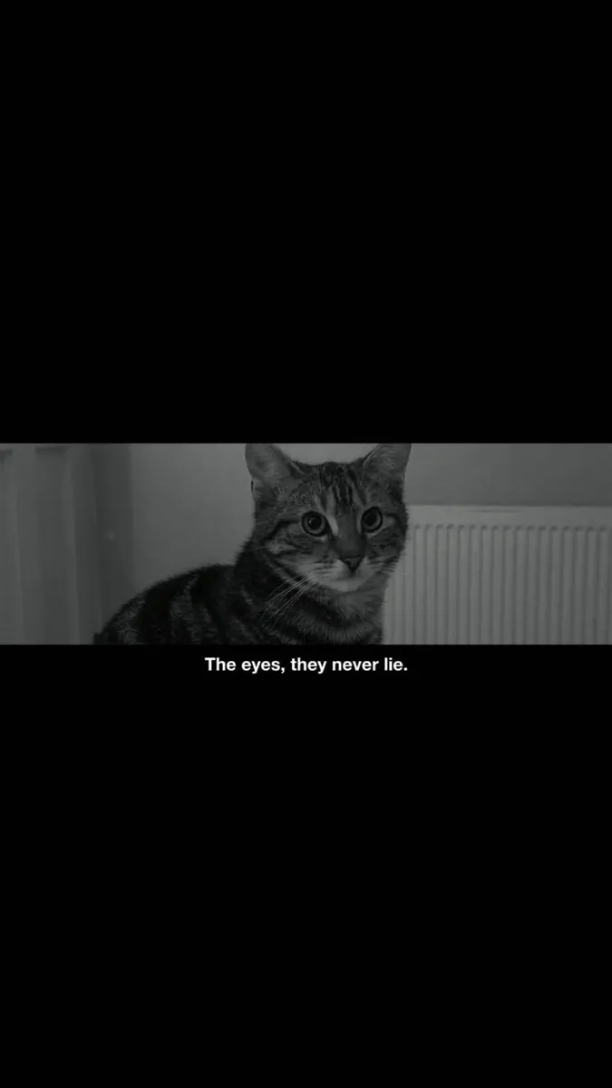 cat - Image 2