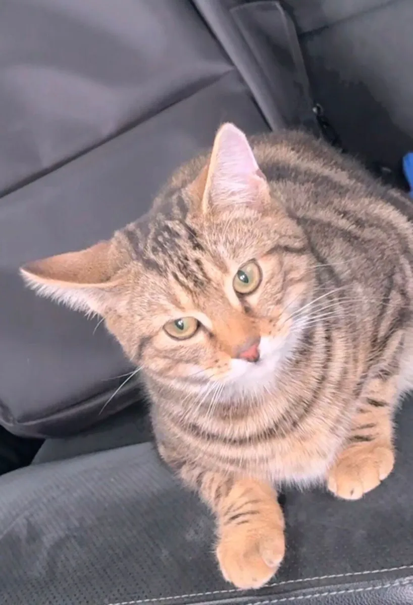 cat - Image 3