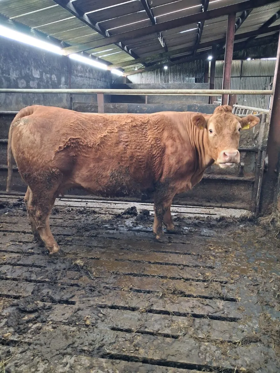Cow - Image 1