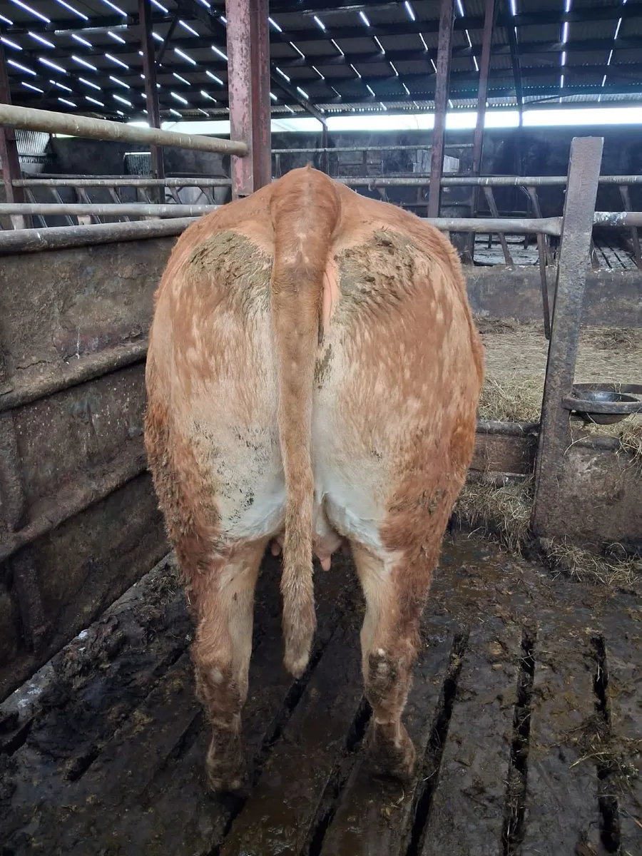 Cow - Image 2