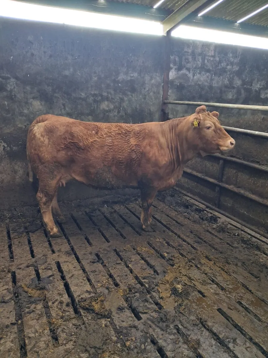 Cow - Image 3