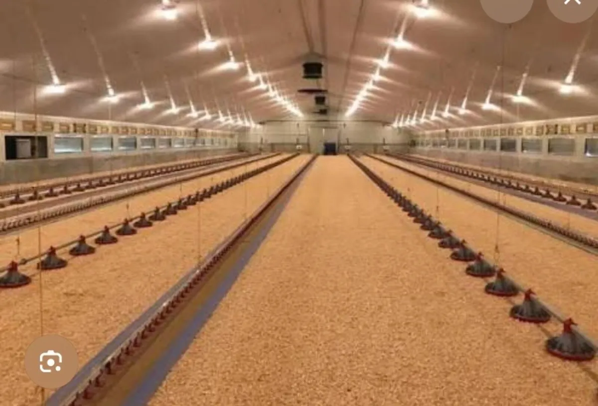 Broiler/Hen house wanted. - Image 1