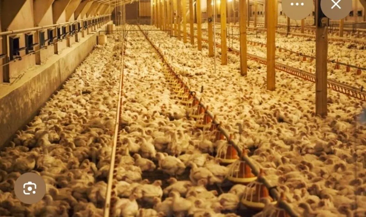 Broiler/Hen house wanted. - Image 2