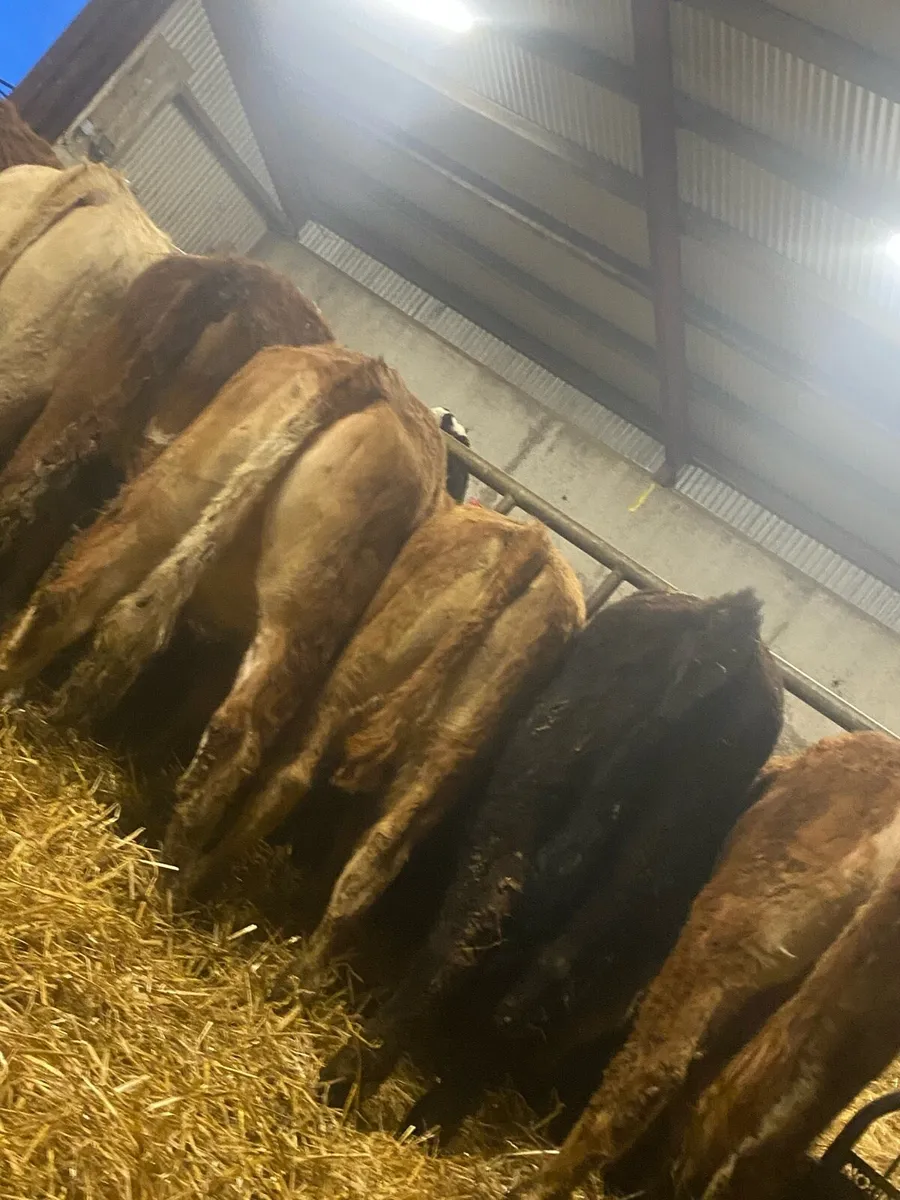 ⭐️8 super sucker bread weanling heifers⭐️ - Image 1