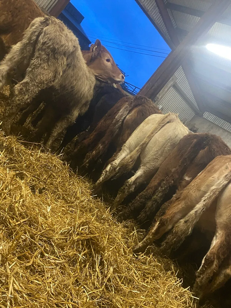 ⭐️8 super sucker bread weanling heifers⭐️ - Image 2