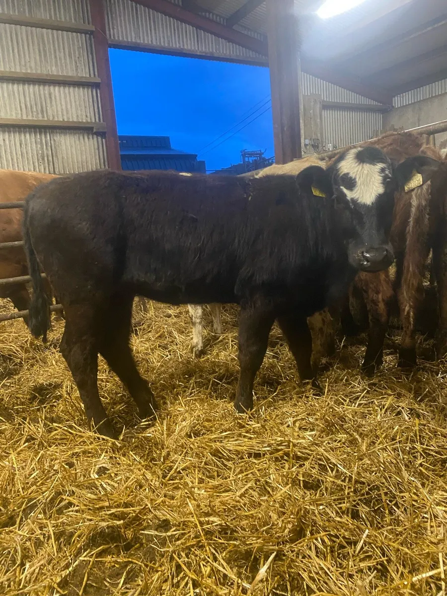 ⭐️8 super sucker bread weanling heifers⭐️ - Image 3