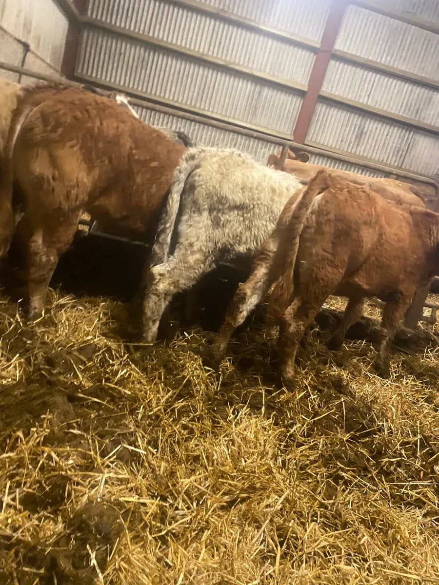 ⭐️8 super sucker bread weanling heifers⭐️ - Image 4