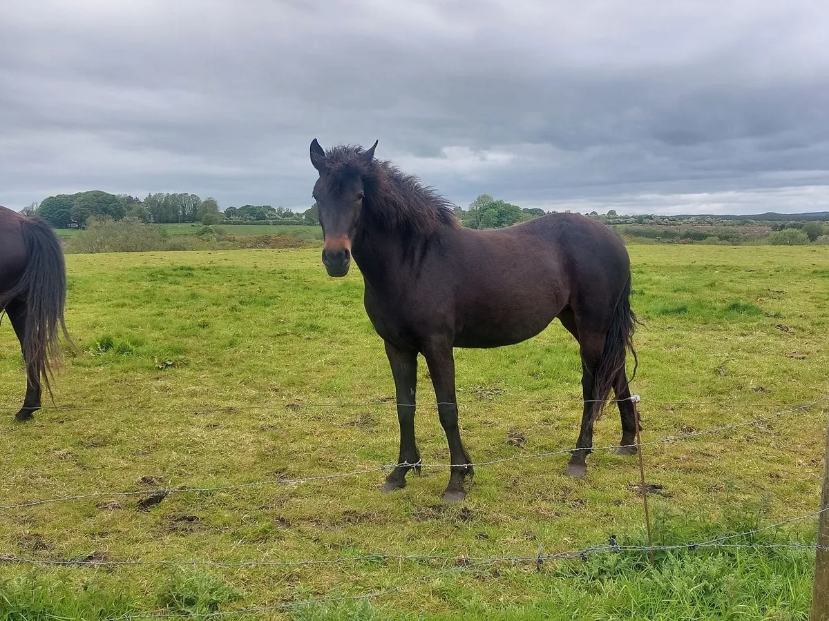 Horse
