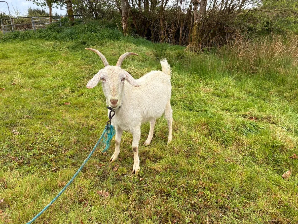 Female Goat - Image 2