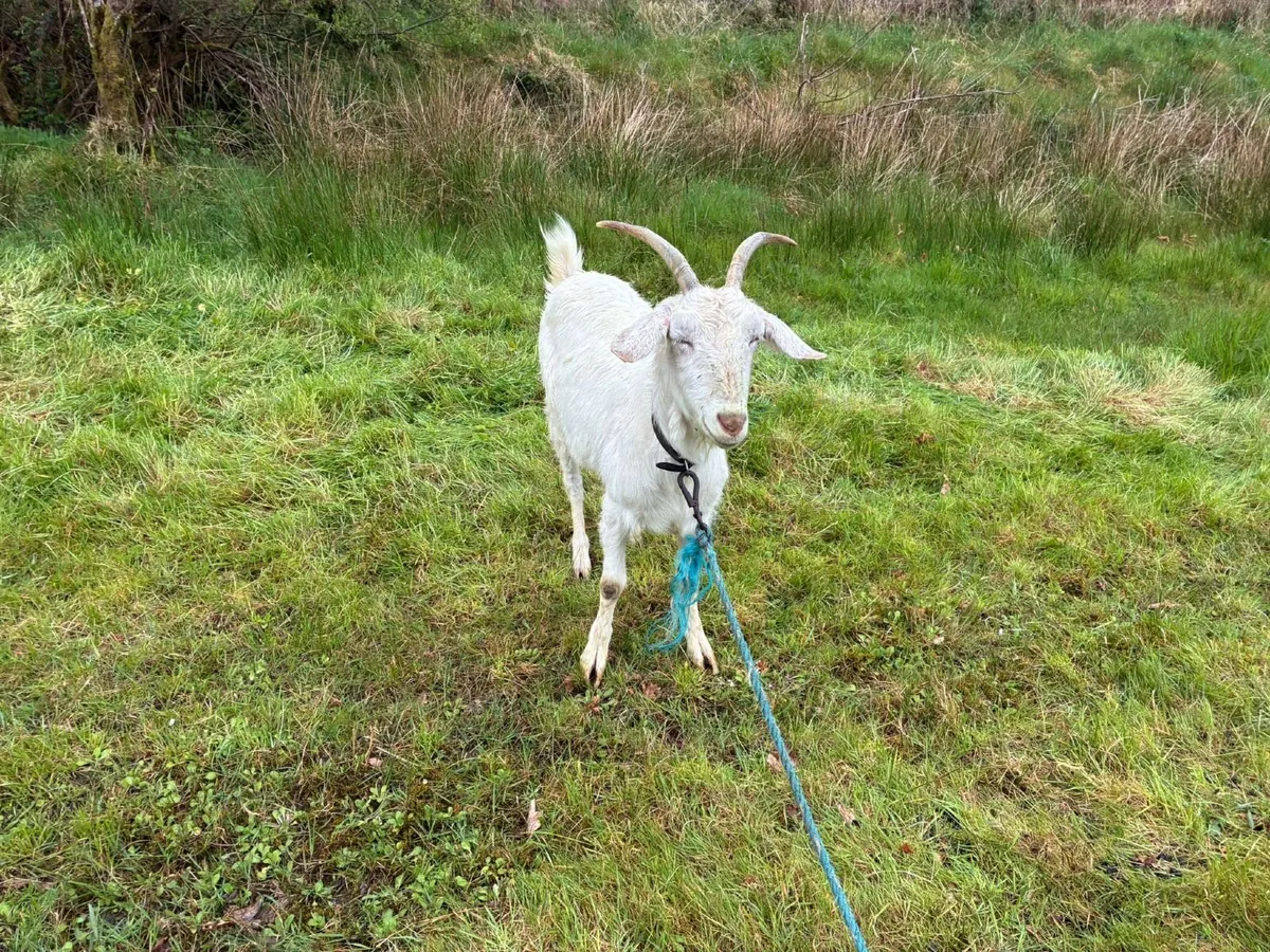 Female Goat - Image 1