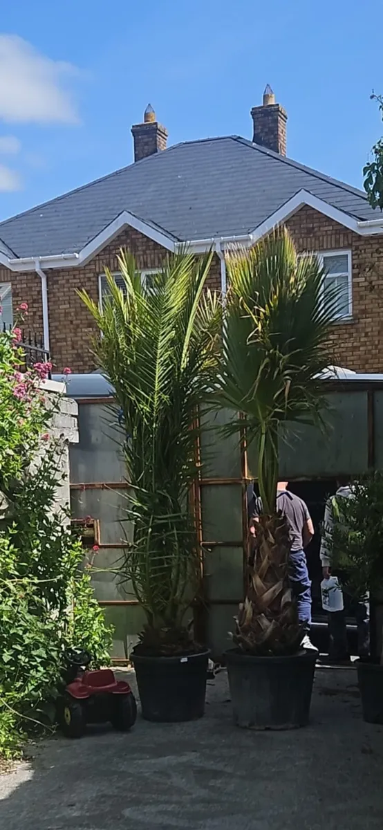 Premium Mature Mediterranean Palm Trees – 3M+ Stat - Image 2