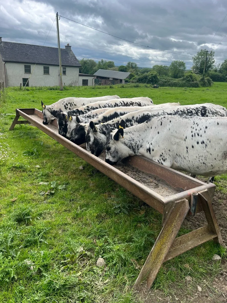 6 Speckled Park Heifers - Image 1