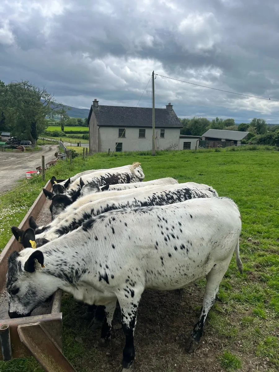 6 Speckled Park Heifers - Image 2