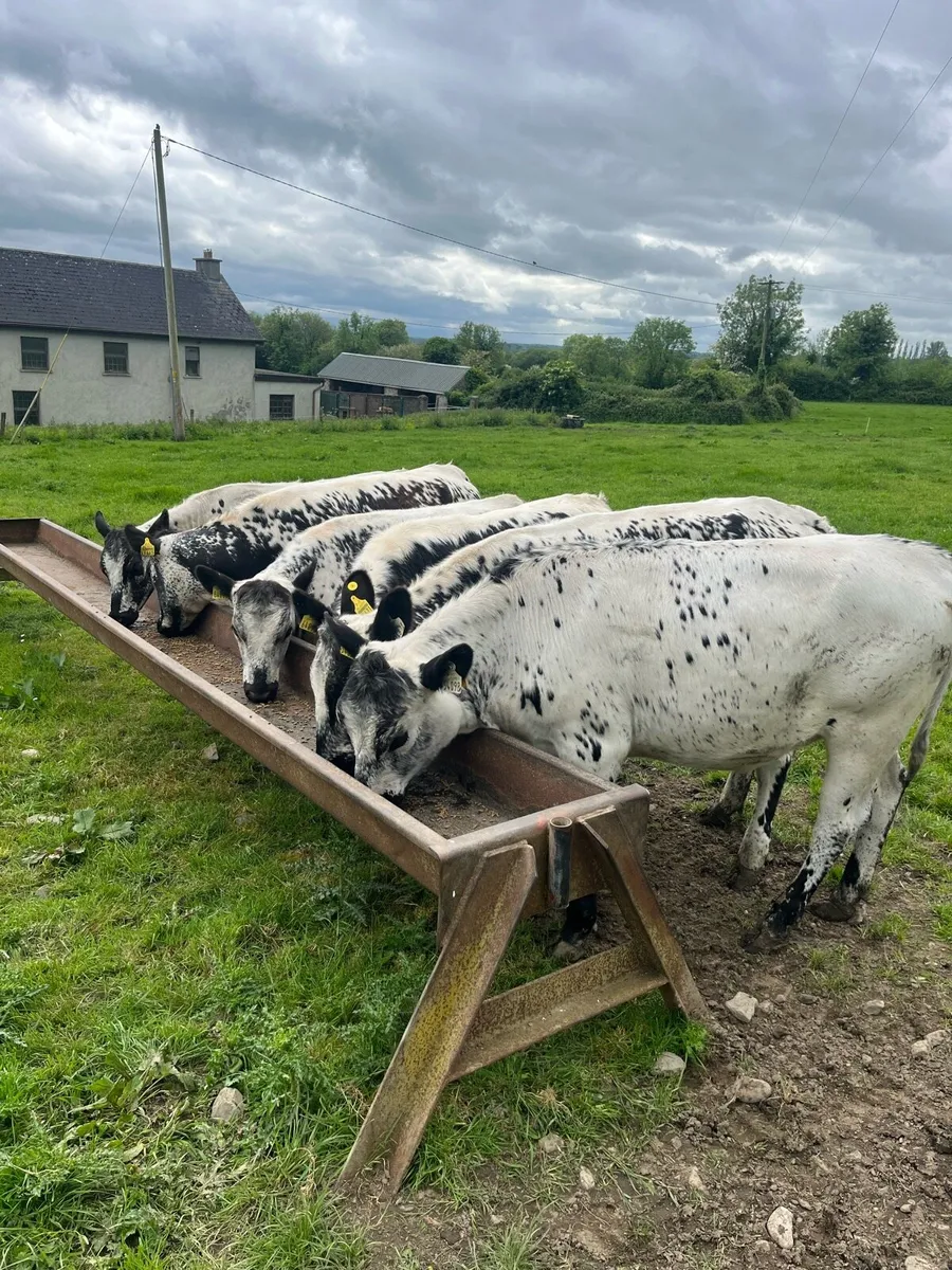 6 Speckled Park Heifers - Image 3