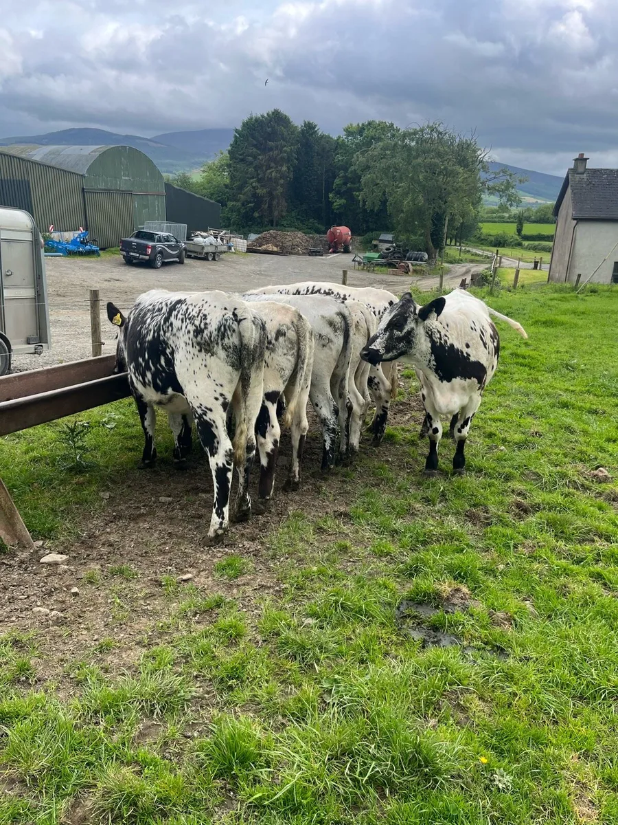 6 Speckled Park Heifers - Image 4