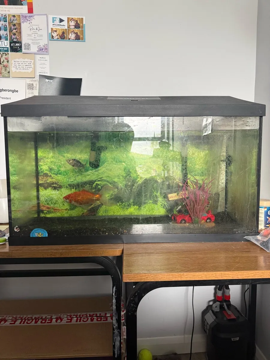 100L Fish Tank with accessories - Image 1