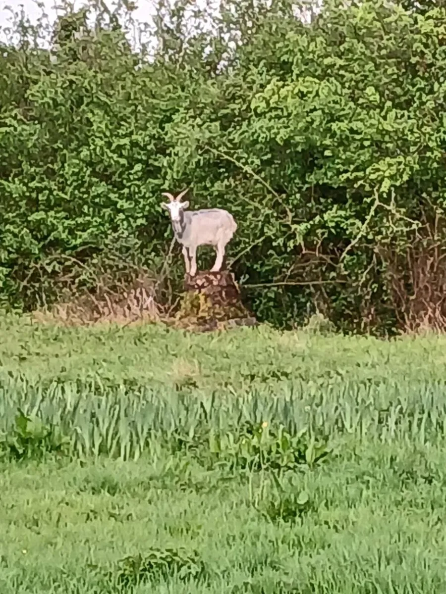 Female goat - Image 1
