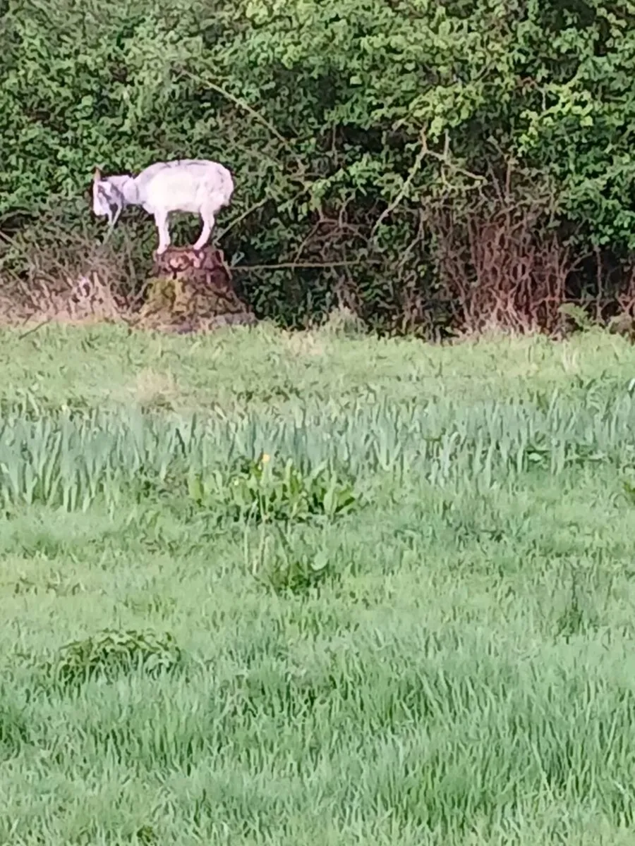 Female goat - Image 2