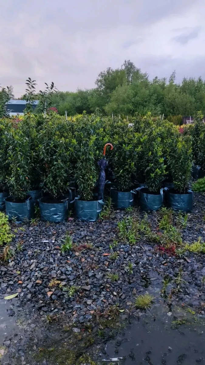 Portuguese Laurel Hedging from 5 euro - Image 1