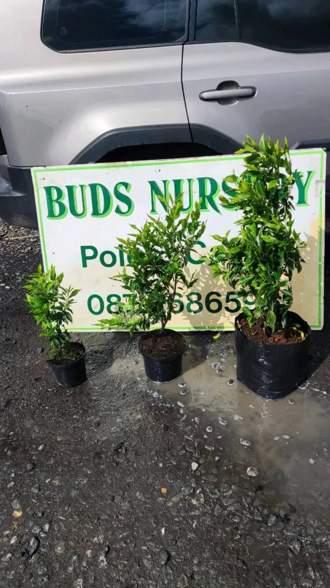 Portuguese Laurel Hedging from 5 euro - Image 2