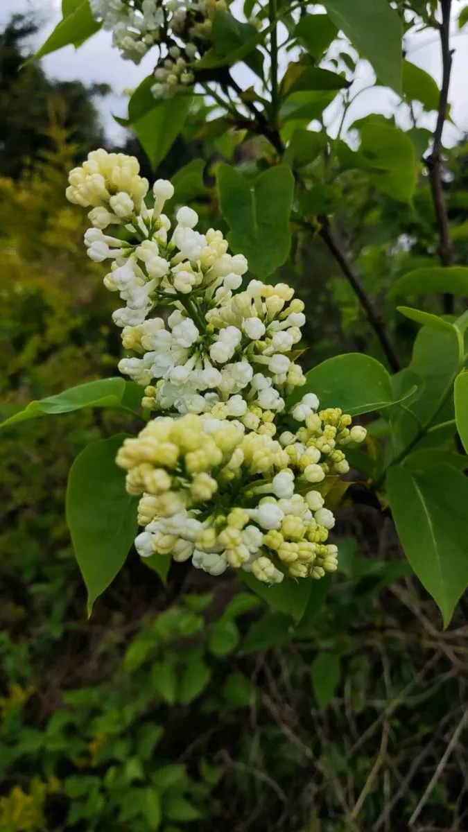 Portuguese Laurel Hedging from 5 euro - Image 4