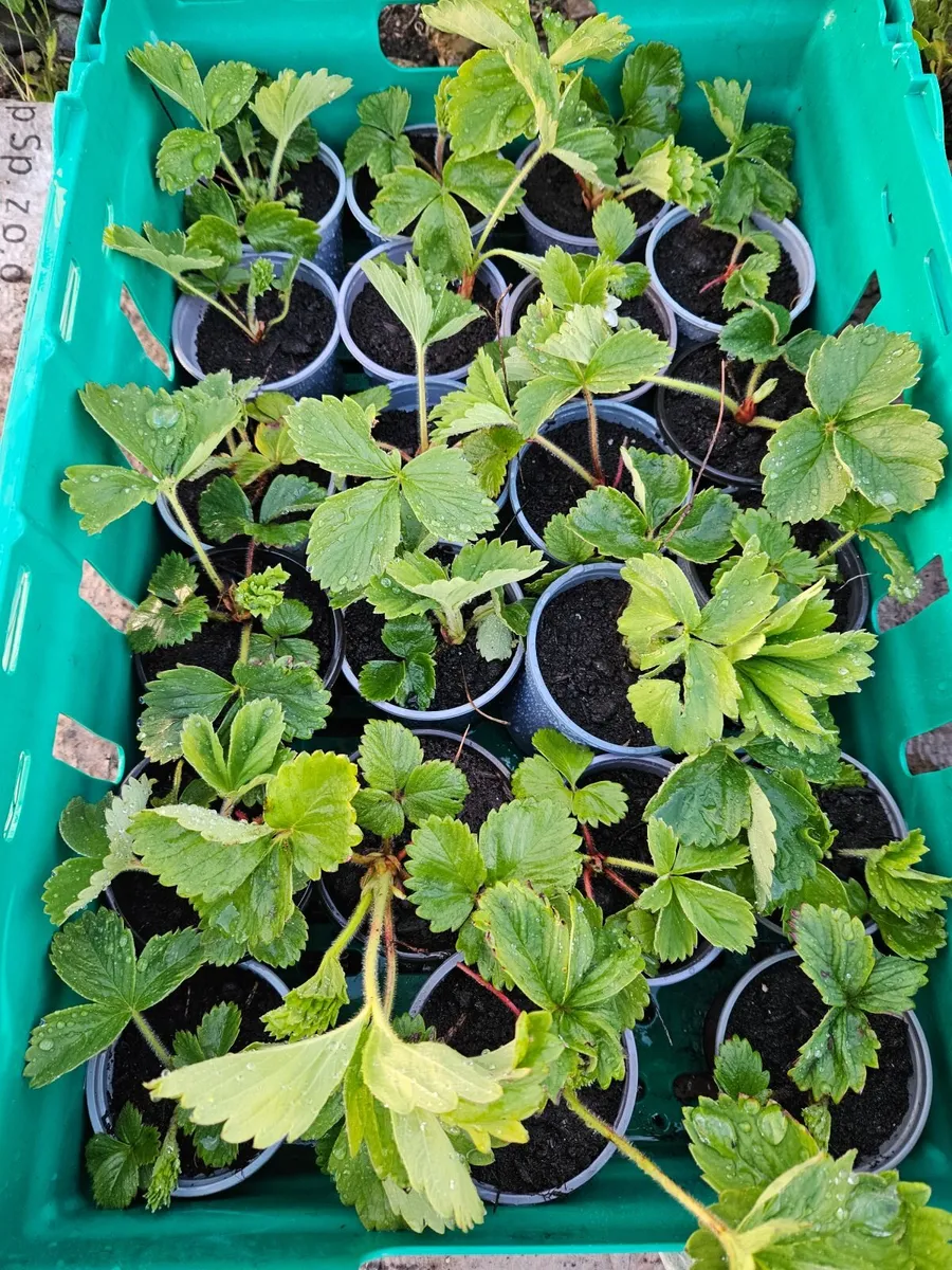 Organic strawberries - Image 2