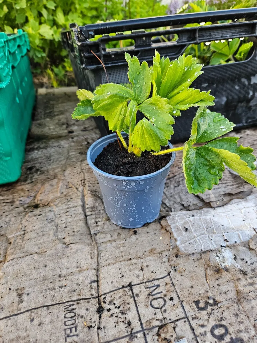 Organic strawberries - Image 1