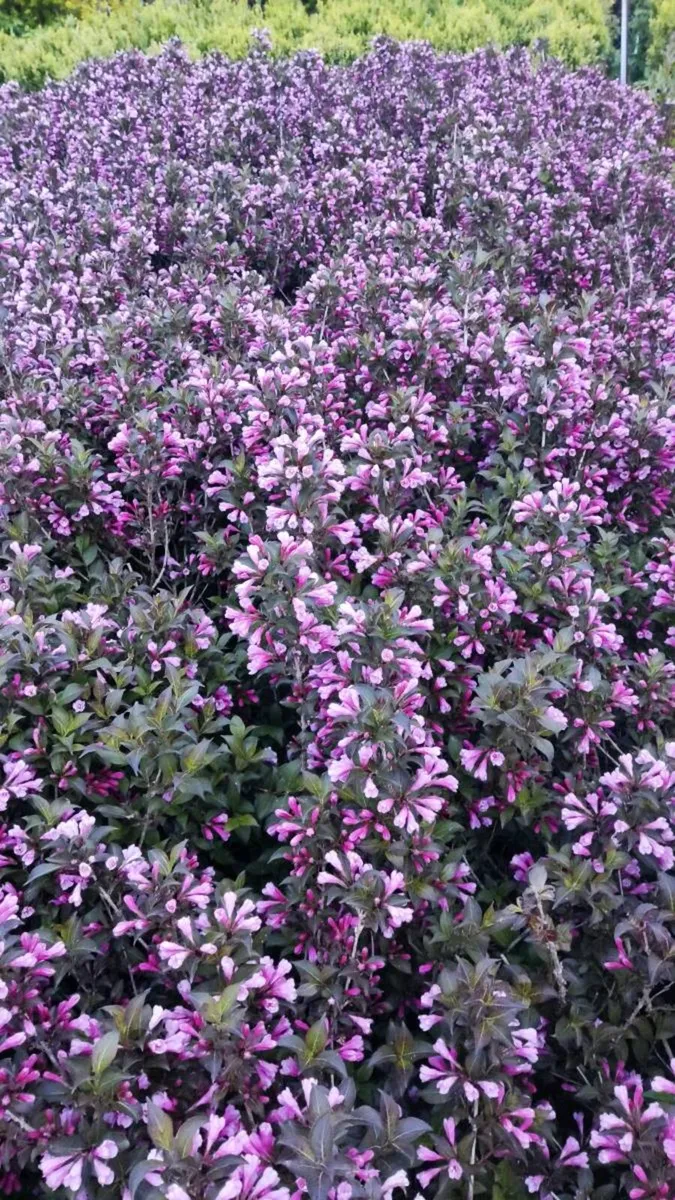 Hedging Dare to be different - Image 2