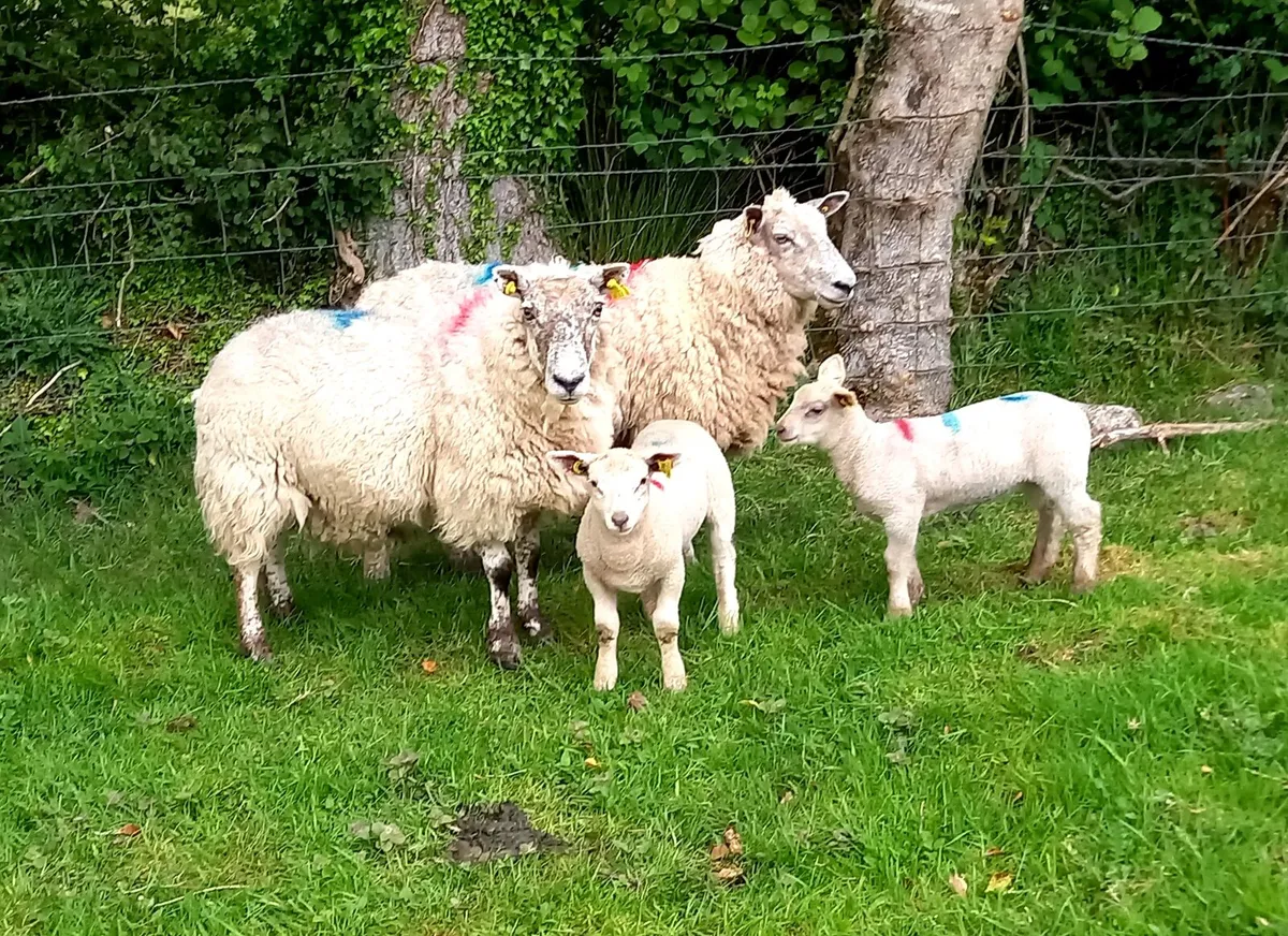 LOWLAND EWES WITH  LAMBS - Image 1
