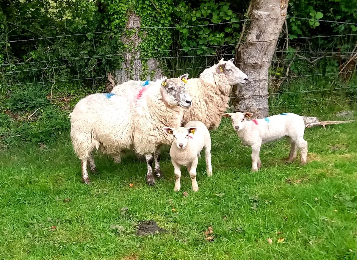 LOWLAND EWES WITH  LAMBS - Image 2