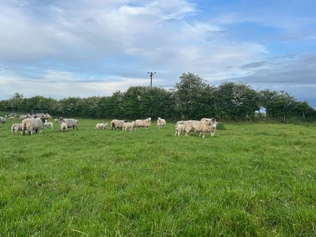 Texel and charollais lambs - Image 4
