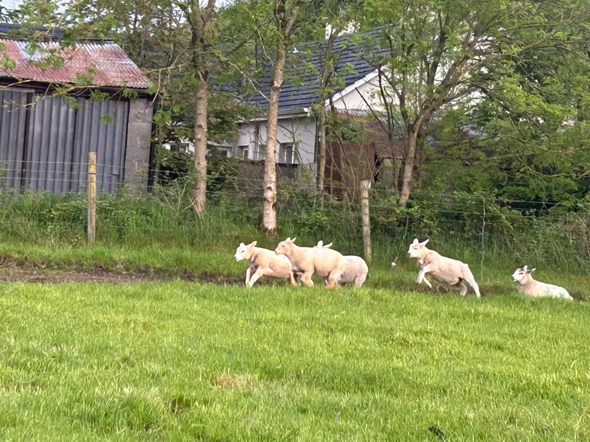 Texel and charollais lambs - Image 2
