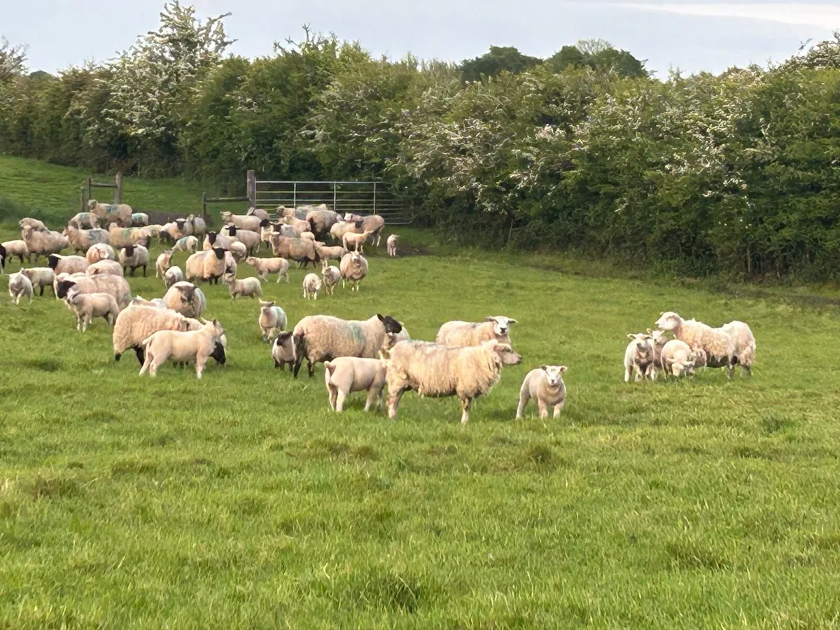 Texel and charollais lambs - Image 3