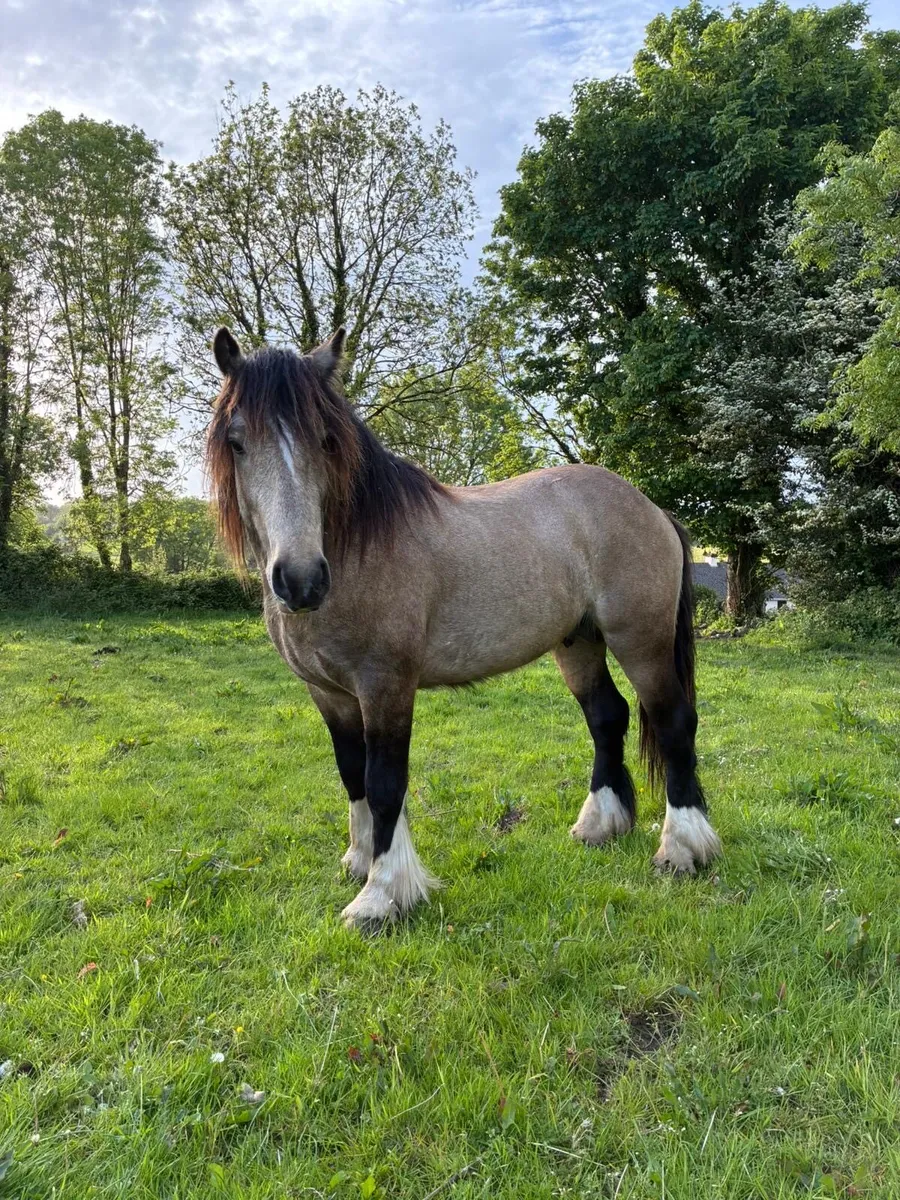Smashing 2yr Old Dun Colt - Image 1