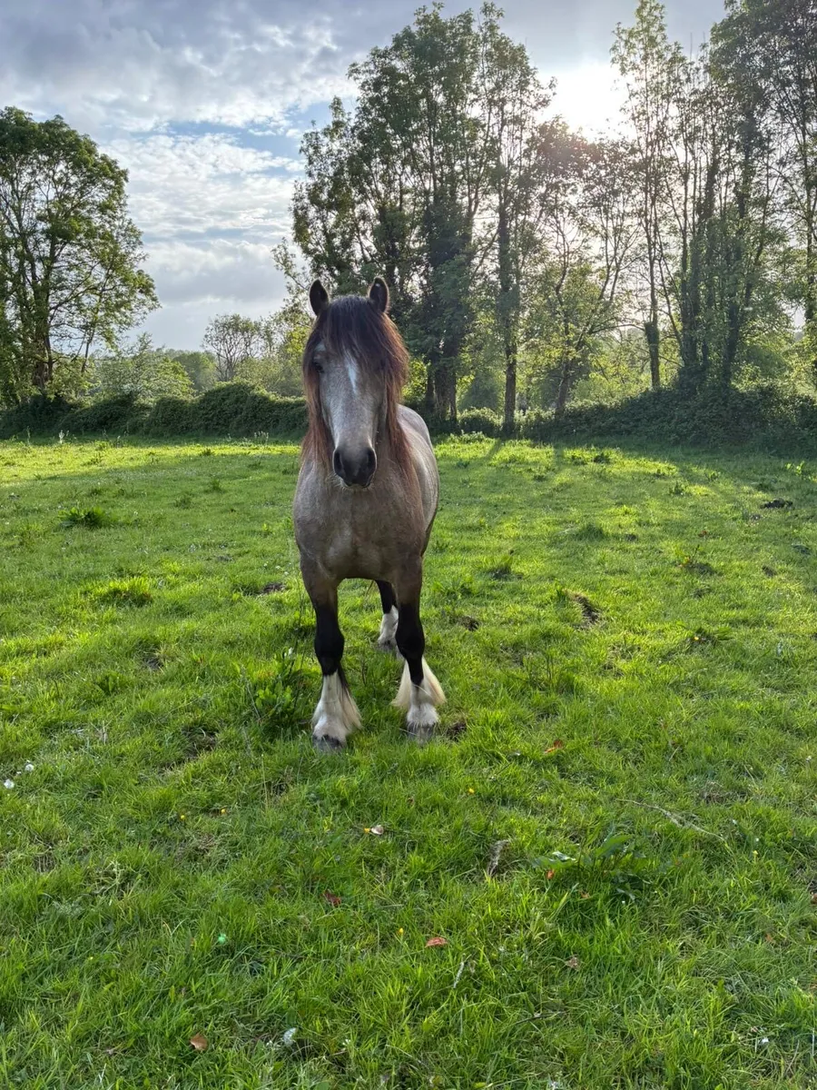 Smashing 2yr Old Dun Colt - Image 2