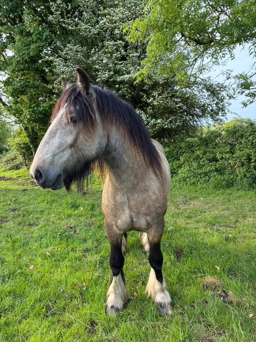 Smashing 2yr Old Dun Colt - Image 3