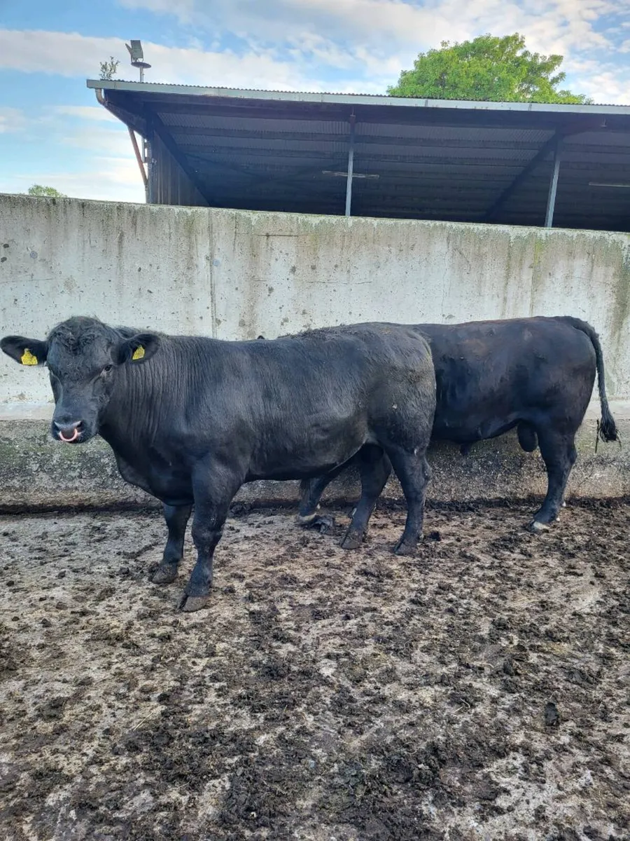 Selection of Pbr AA Bulls - Image 2