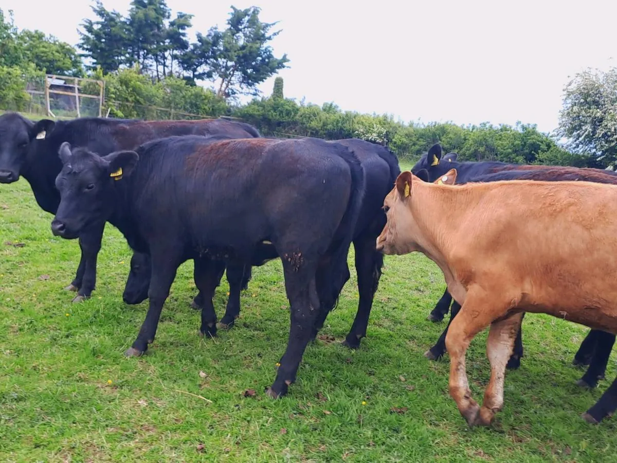 8 Angus and limousin heifers 320kgs - Image 3
