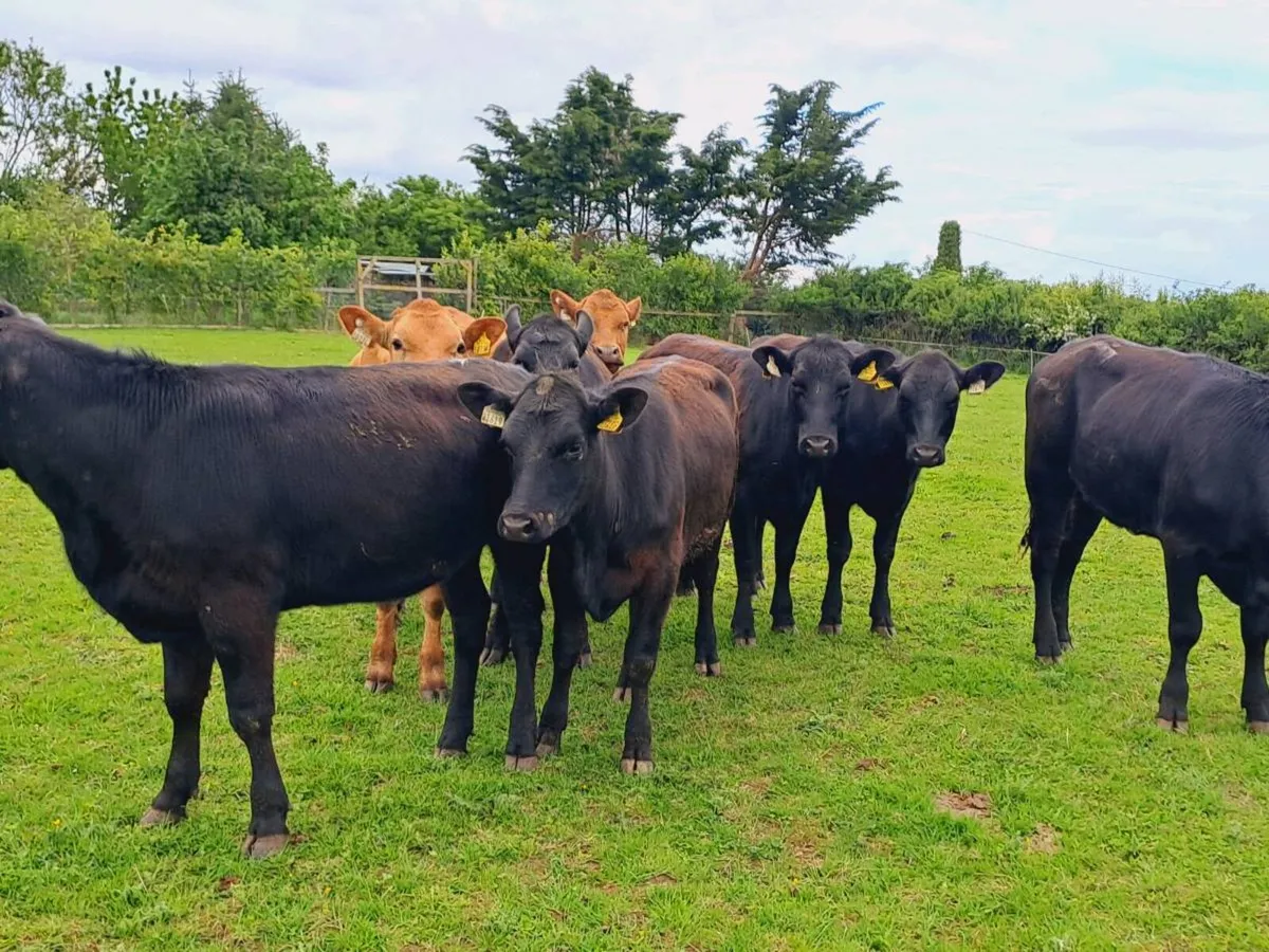 8 Angus and limousin heifers 320kgs - Image 2