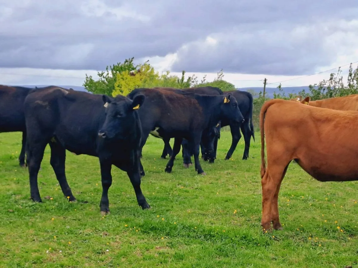 8 Angus and limousin heifers 320kgs - Image 1
