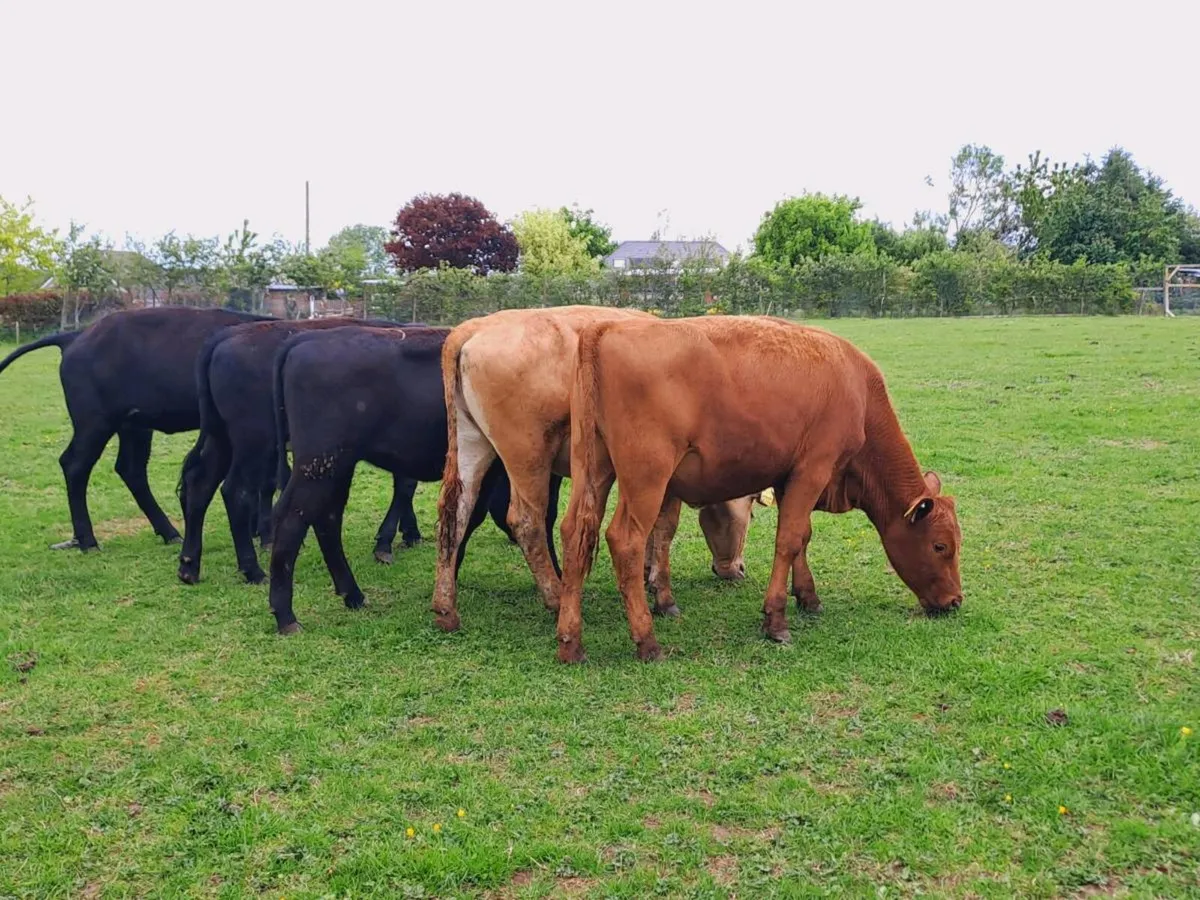 8 Angus and limousin heifers 320kgs - Image 4
