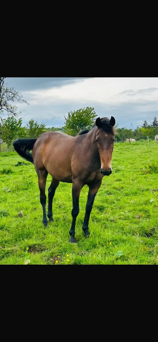 3 yr old 15.2hh Connie X filly
