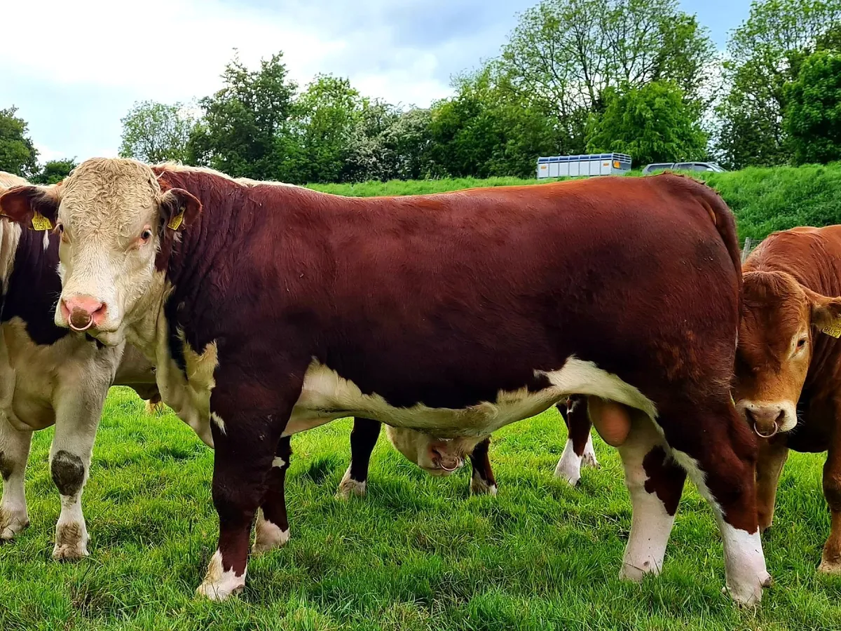 Pedigree Hereford and Limousine Bulls - Image 2