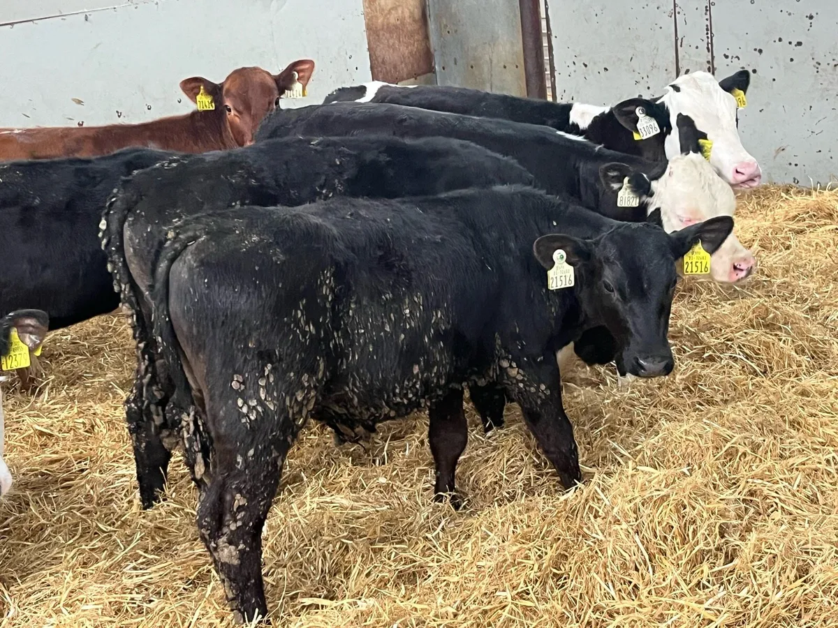 SERIOUS AA & HE BULL RUNNERS - Image 1